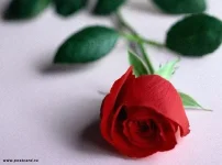 роза.webp