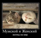 kat.webp