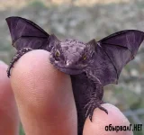 1323984018_drakoncheg.webp