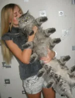 кот-э.webp