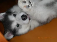 DSCN0251.webp
