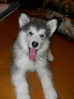 DSCN0275.webp
