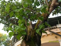 SAM_0290.webp