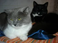 котики.webp