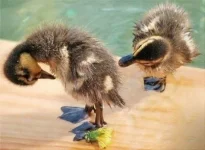 x_b14b9103.webp