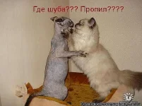 getImage (27).webp