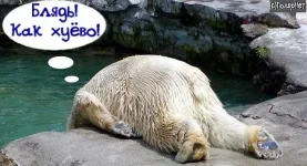 пахмел1.jpg 1.webp