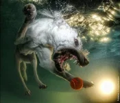 000061c9_medium.webp