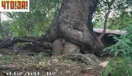 x_38ede1fa.webp