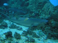P2240617.webp