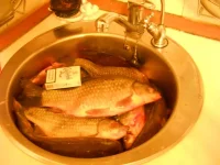 DSCN1273.webp