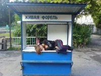 Живая форель на ларьке.webp