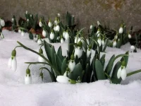71405732_1298982083_springflowers_020.webp