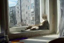 котяра спит.webp