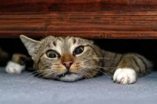 Атас-котяра.webp