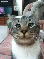 Косой кот.webp