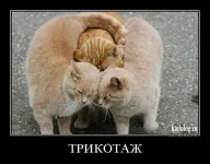 106.webp
