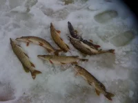 IMG_0113.webp IMG_0113.webp