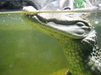 DSCN3530.webp