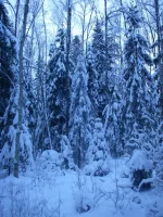 IMGP9294.webp