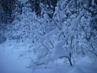 IMGP9315.webp