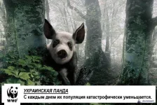 1183378794_panda.webp 1183378794_panda.webp