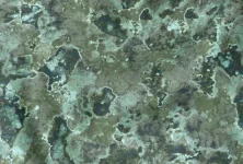 green-camouflage.webp