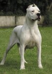 Dogo Argentino.jpg