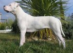 perros-dogo-argentino.jpg