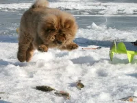 ура_рыпка.webp