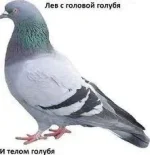 голубь.webp