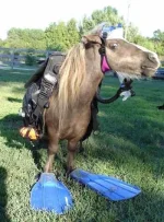 scuba_diving_horse.webp