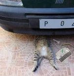 11104115w.webp