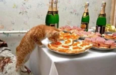 1330021930_4f454e296ac0f.webp