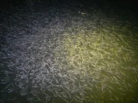 07042012263.webp