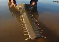 killer_fish_94.webp
