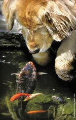 00006fe5_medium.webp