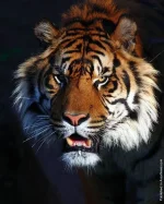 0000706f_medium.webp