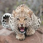 00007070_medium.webp