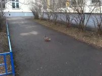 утка.webp