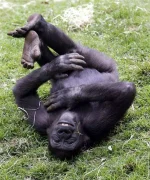 000070a0_big.webp