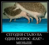 eziki.webp