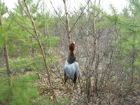 DSCN0933.webp