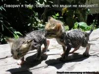 коты.webp
