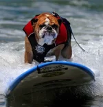 00007590_medium.webp