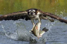 0000777f_medium.webp