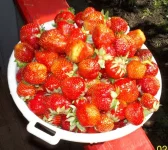 100_0218-2.webp