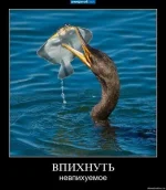 122650123i.webp