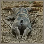 00007dfe_medium.webp