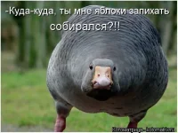 kotomatrix1330.webp